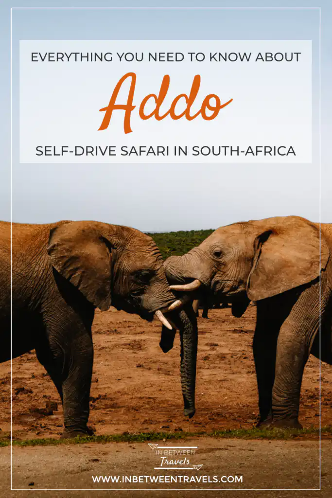 Self-Drive Safari Routes and Safety Tips for Independent Travelers